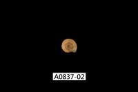 藏品(臺灣類扁蜷)的圖片